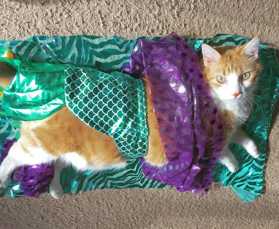 22045988_10159380988705223_2251667117366213678_n