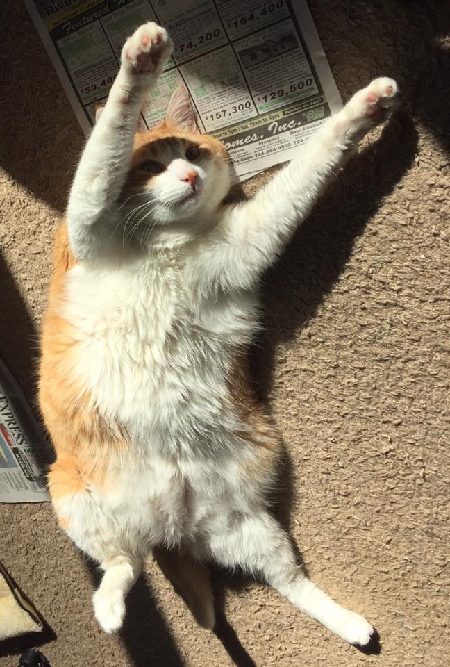 28276595_10160050923240223_4956694234370290200_n