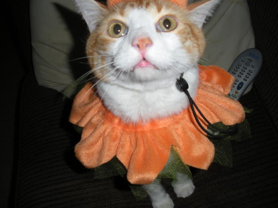 317235_10150902080365223_117622259_n