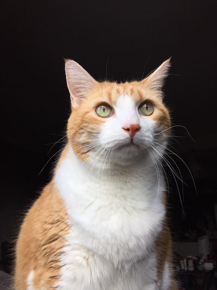 44611150_10160999278500223_8830020729815695360_n