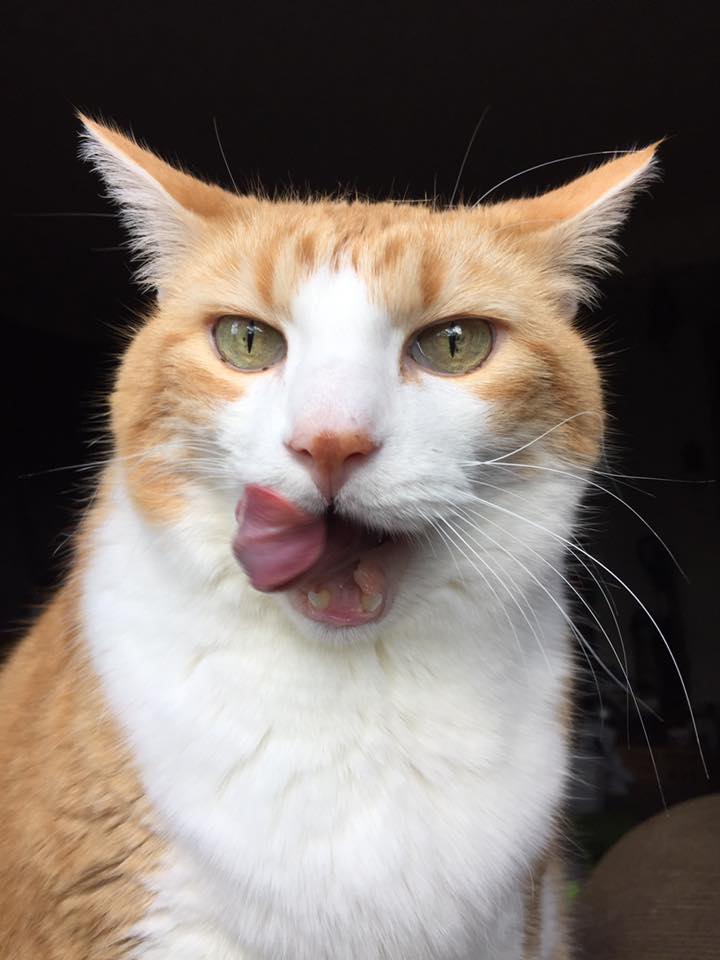 44629797_10160999280155223_8805404562845335552_n