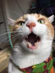 46685069_10161108035680223_4642018576415326208_n