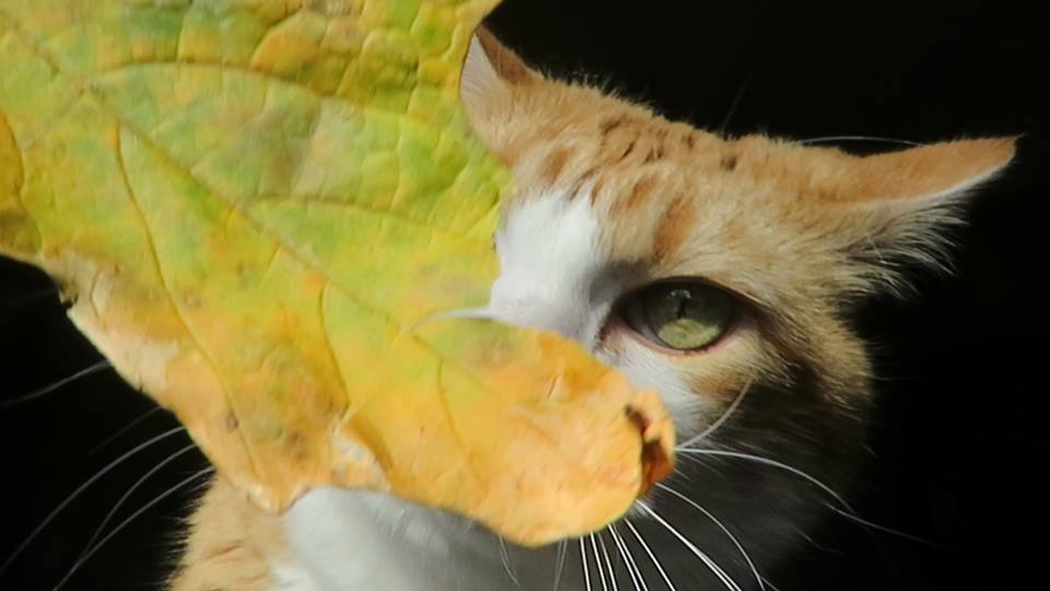 47350589_10161158373115223_4130914036512456704_n