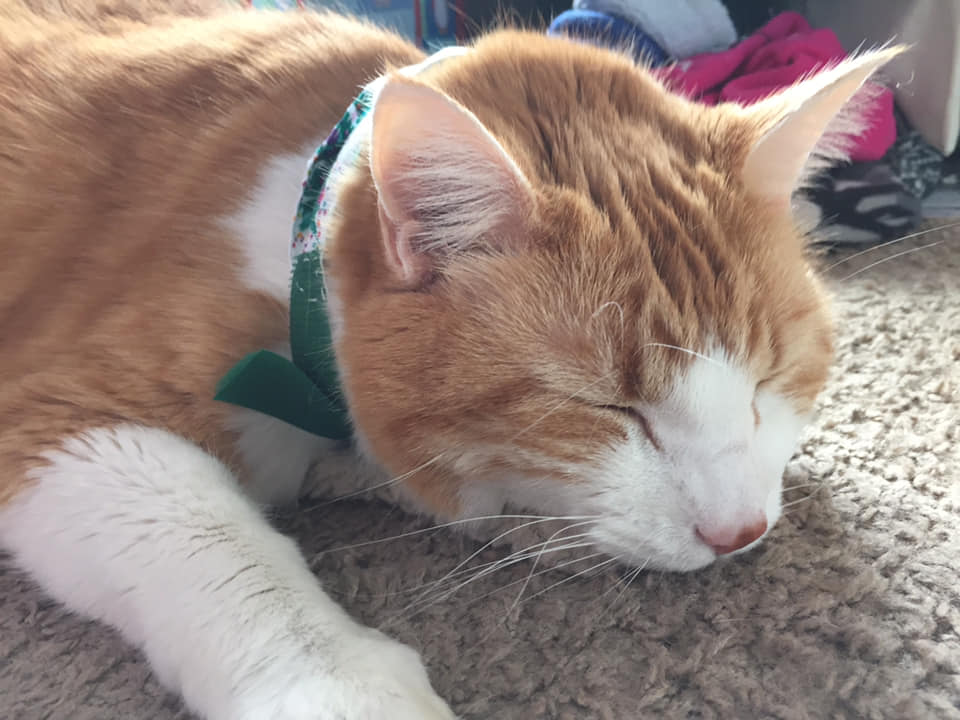 48237108_10161170914195223_1751413755511570432_n