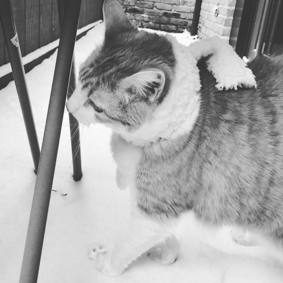 49864286_10161322535180223_7610938045742710784_n