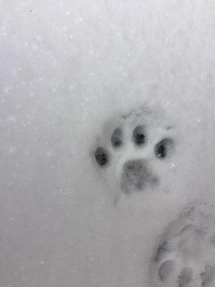 50226225_10161321292065223_8147573778218483712_n