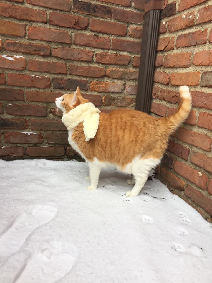 50396394_10161321293500223_3552343055107358720_n