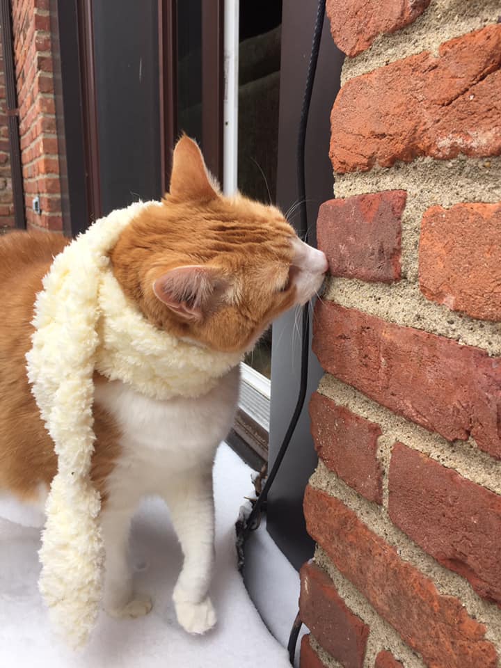 50444278_10161321292905223_3616927805482205184_n