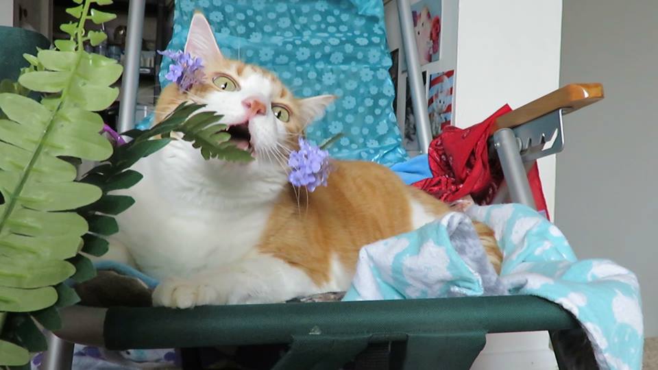 50510982_10161331713920223_6111354964578140160_n