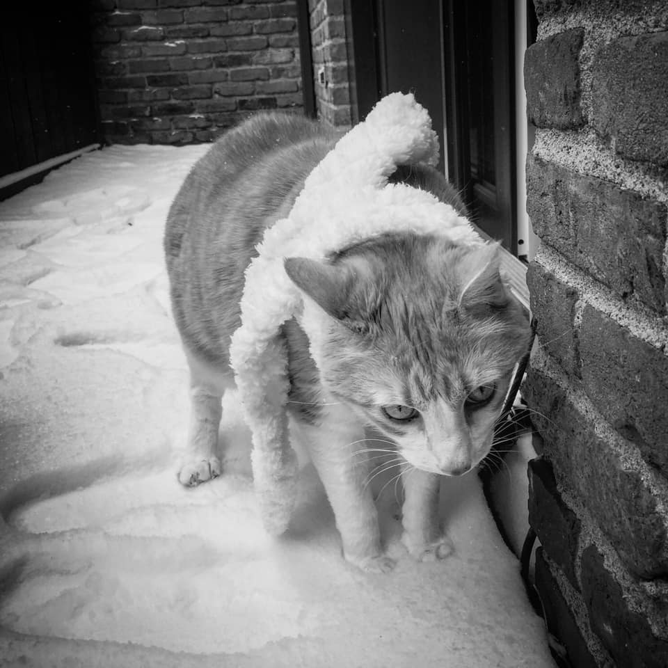 50553654_10161322535390223_7982988312153423872_n