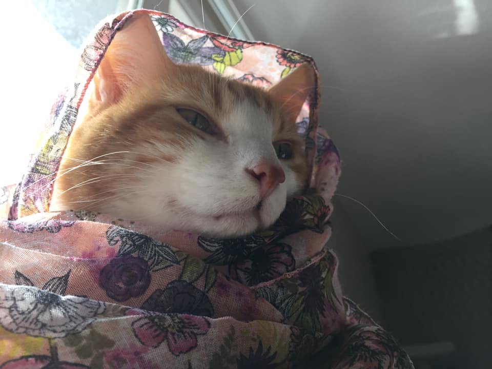 50594730_10161338742325223_7975608845374324736_n