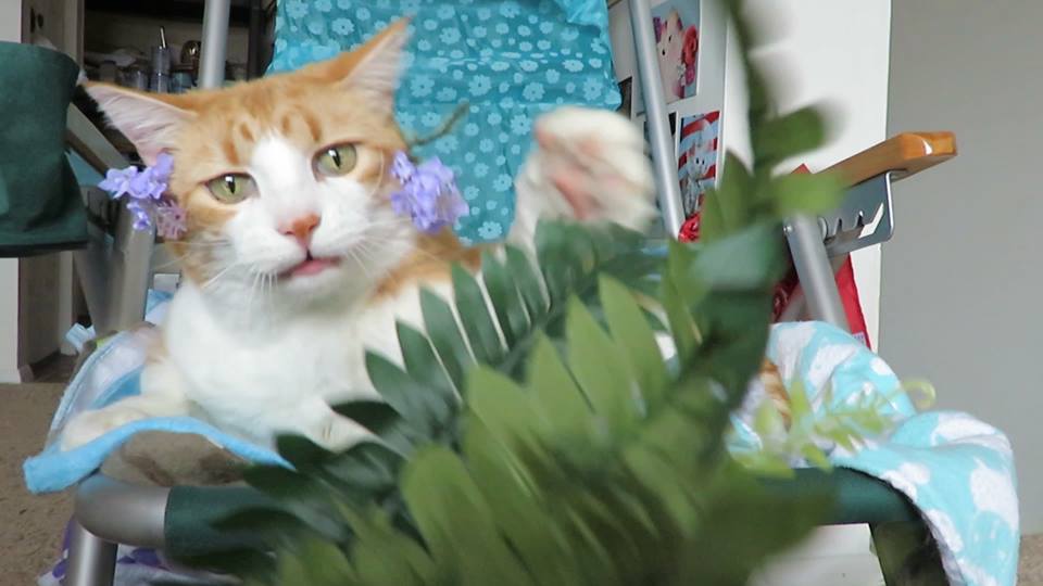 50673220_10161331713930223_1005922946071396352_n