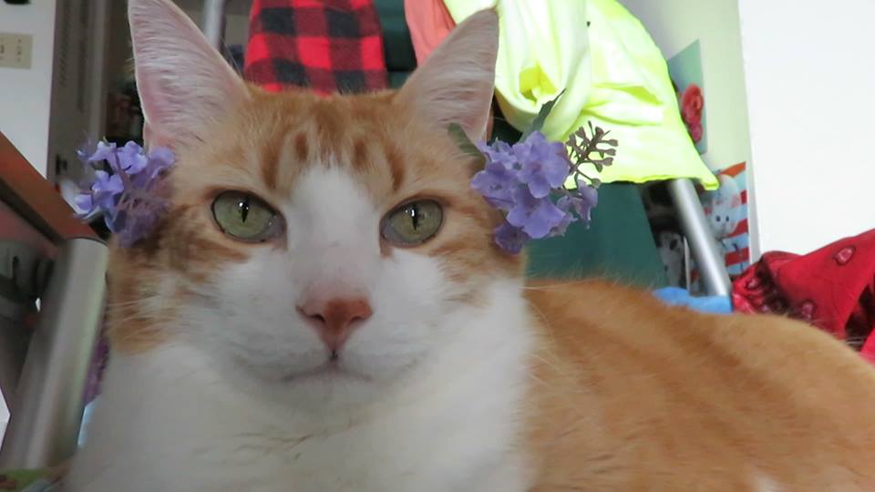 50692569_10161331712780223_8129930696811610112_n