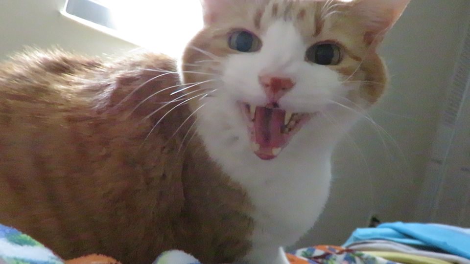 50853102_10161358255720223_1361002001399283712_n