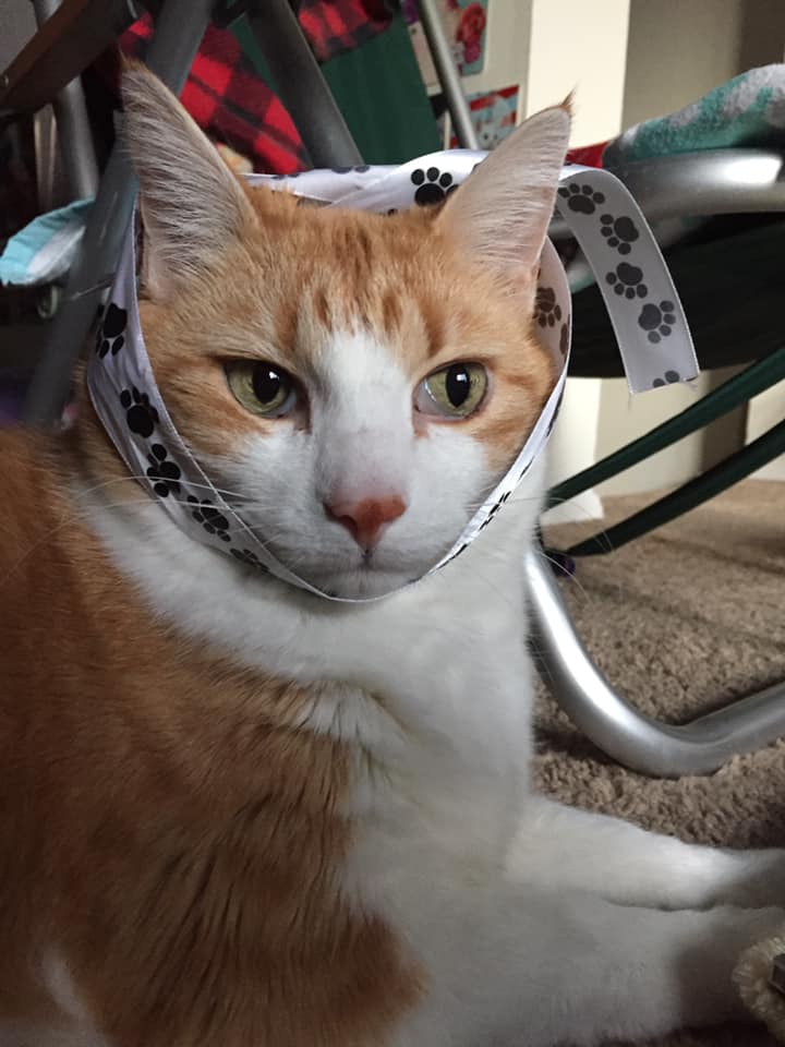 50887223_10161332770955223_5355052751791325184_n