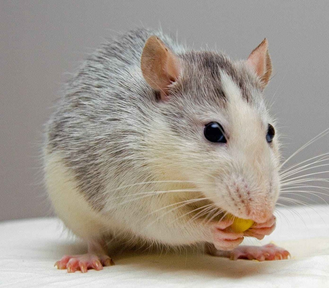 black and white mouse