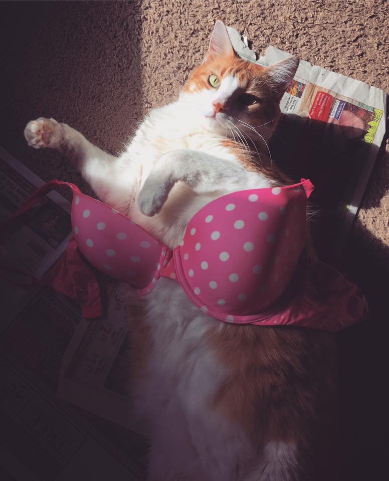 14581438_529458307252469_4121298946953293077_n