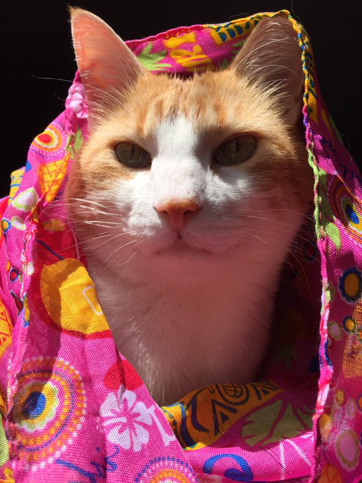 17991004_10158569286800223_3332463988545129103_n