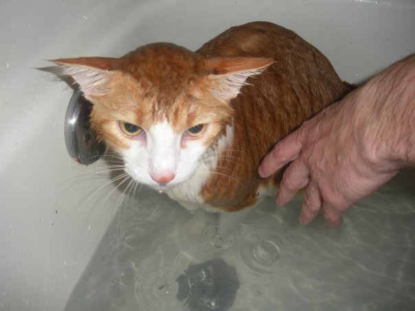 1910542_239885255222_2610584_n