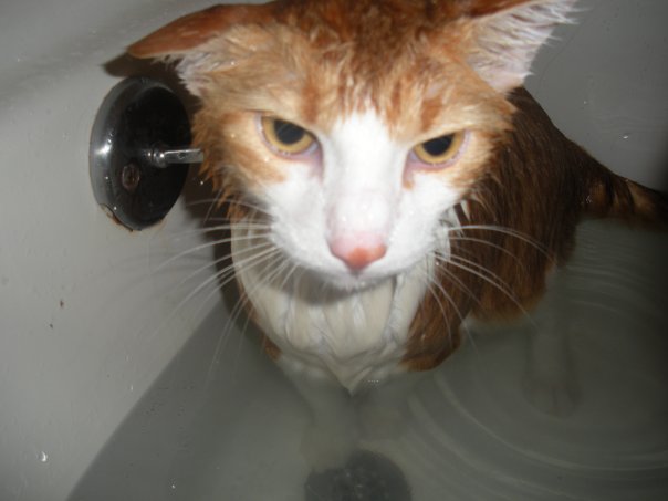 1910542_239885260222_6202228_n