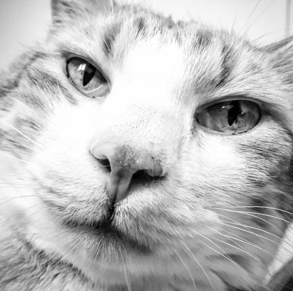 19396937_10158873646355223_785413819978475490_n