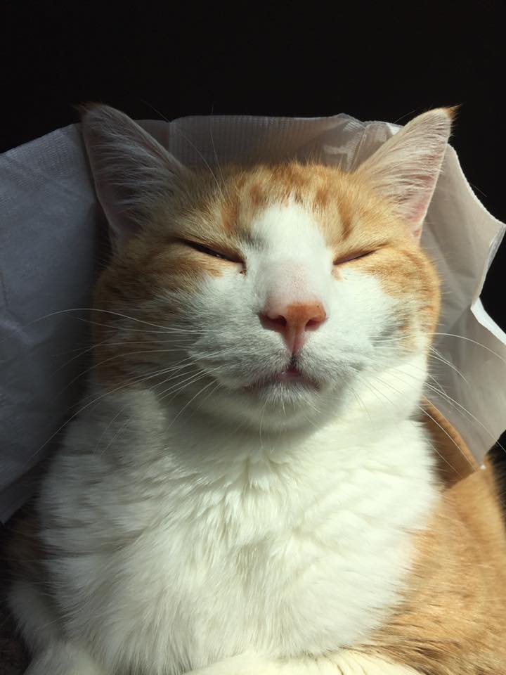 19959070_655059248025707_6400564385317100802_n