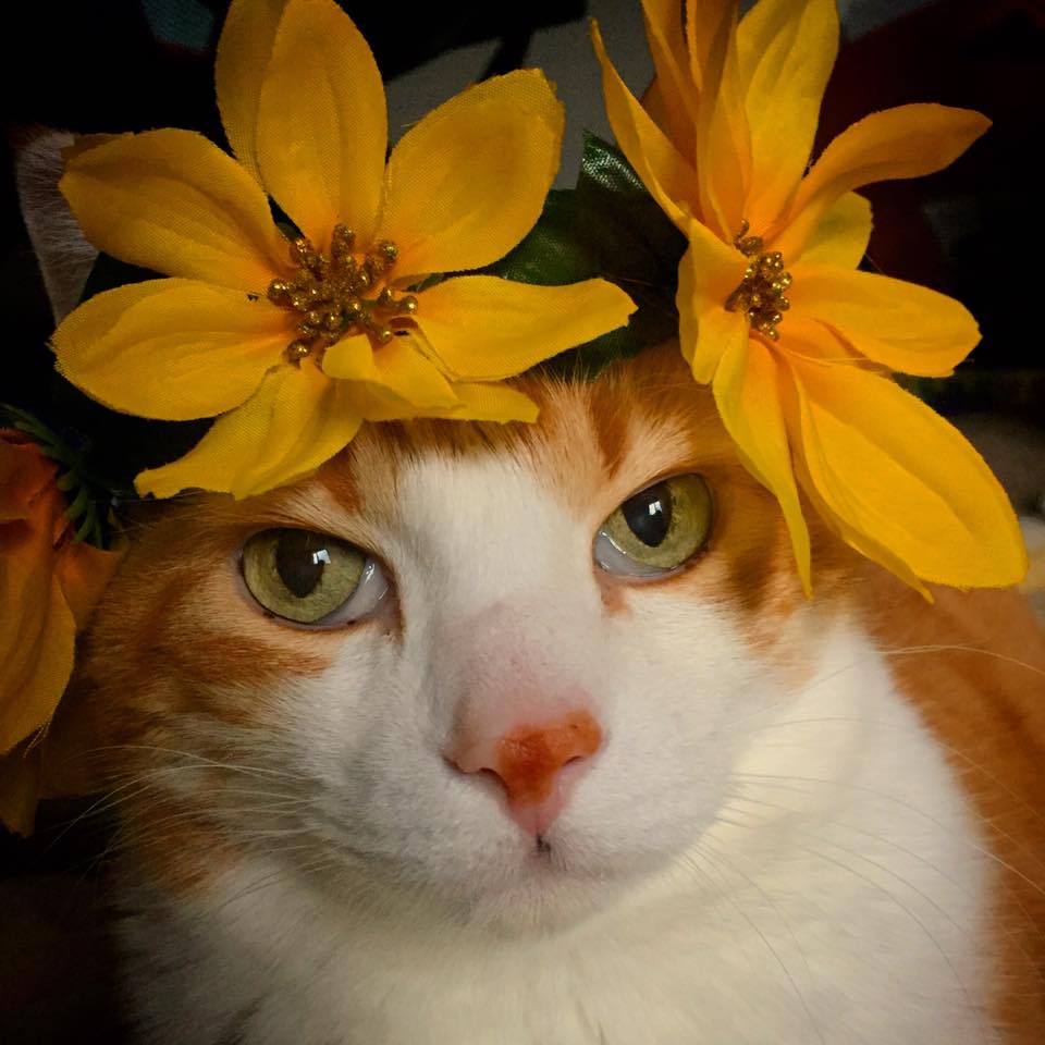 27867558_10160004236980223_8200589723992289217_n