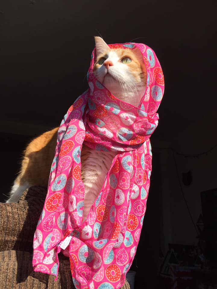 50931797_10161338743230223_506468367519973376_n