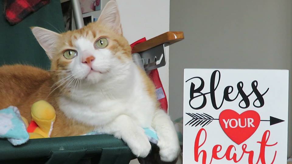 51499535_10161367897935223_6087724161889730560_n