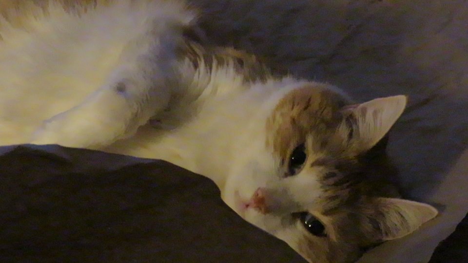 51535816_10161402387940223_2825818529188544512_n