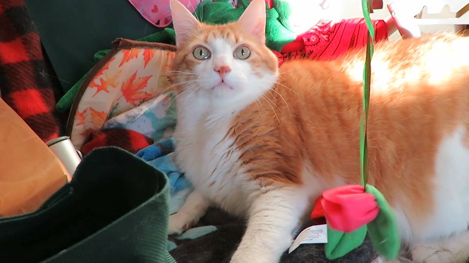 51563417_10161395197205223_7835068642046771200_n