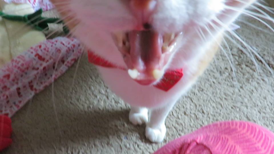 51604176_10161387956345223_3767307817539600384_n