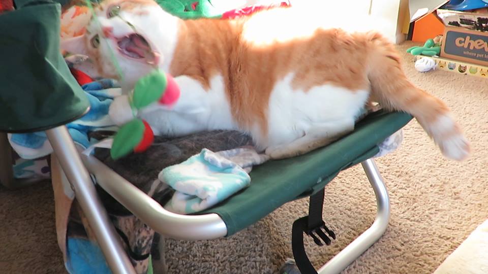 51687434_10161395197175223_3756522063737651200_n