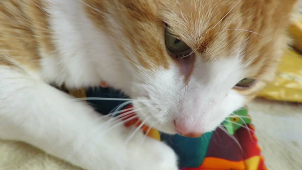 51828294_10161395192570223_6070960784274358272_n