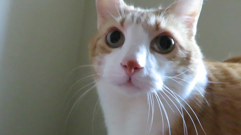 52033817_10161414086375223_6718411088213311488_n