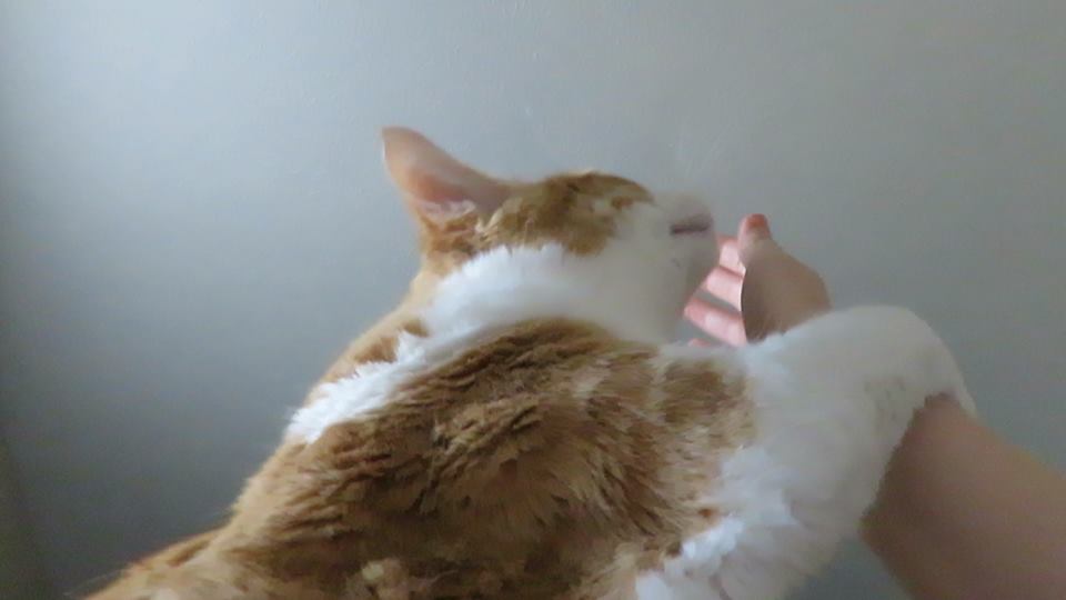 52109924_10161387956320223_8388042567555481600_n