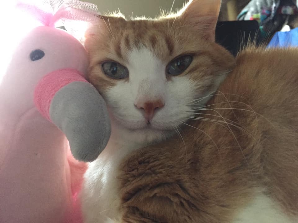 52801043_10161420122185223_707622937489833984_n