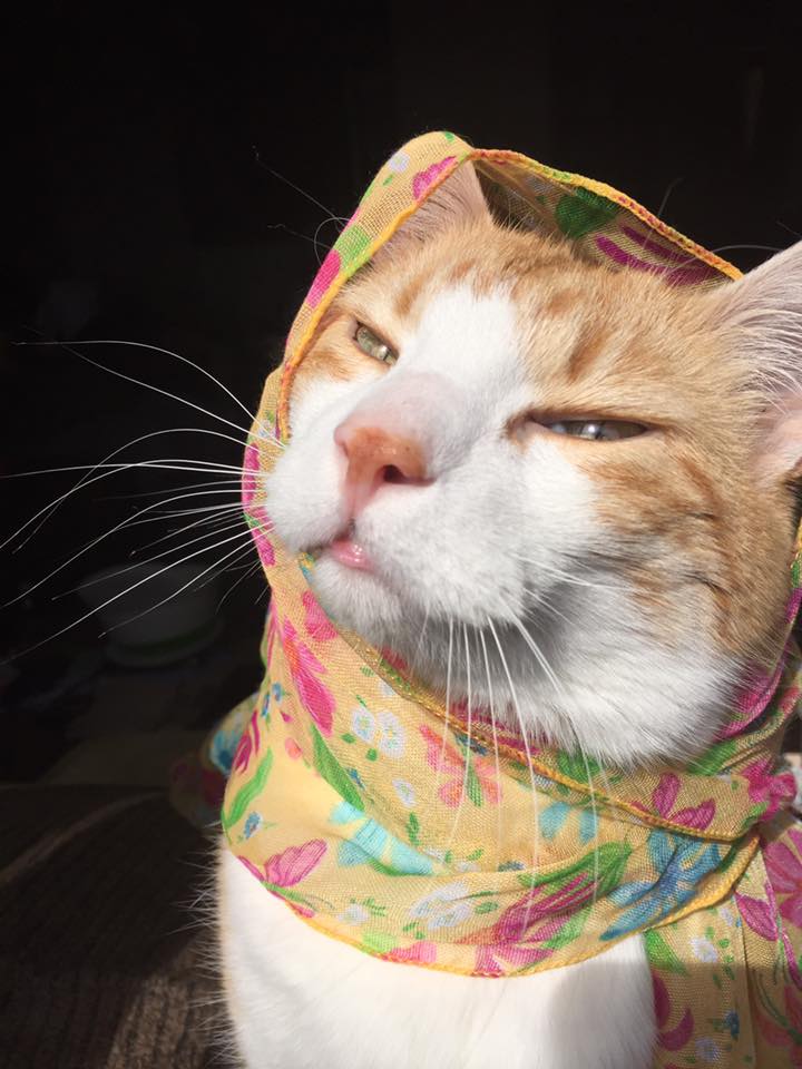 983876_10158456152540223_2540254765898556416_n