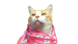 cattriesonnewsscarves.gif