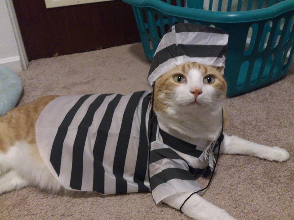 13873199_503347859863514_8717435732272837893_n