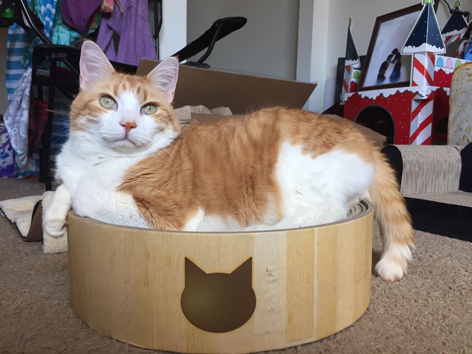 31296004_10160312201480223_2186119971203973120_n