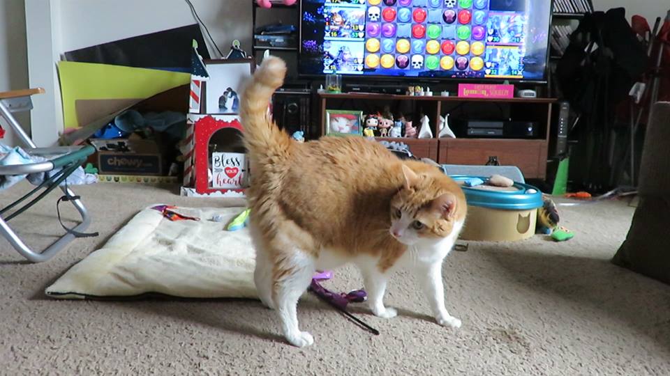 52779983_10161462042380223_5992706591810387968_n