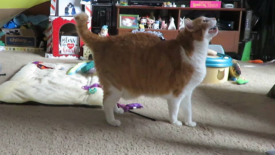 52813690_10161462042340223_8886493236156170240_n