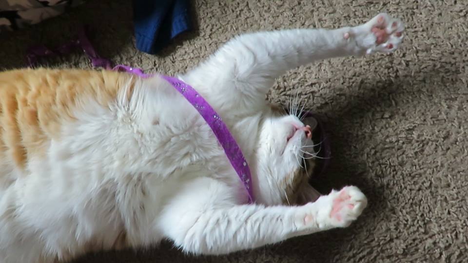 52861913_10161462042515223_5971781442424799232_n