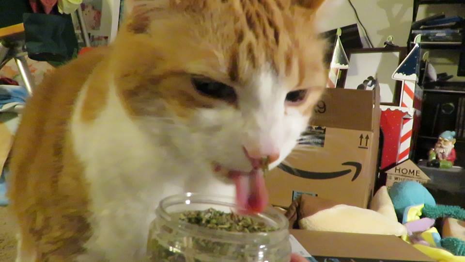 52982017_10161475716435223_4357952918381395968_n