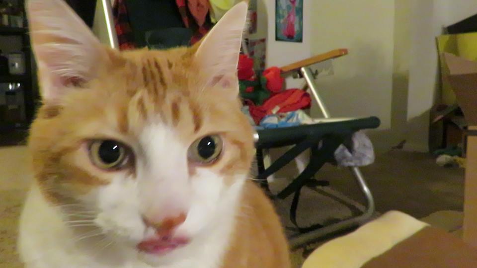 52991311_10161475716505223_1656005618286198784_n