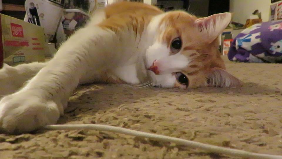 53008497_10161475718390223_2418434146654224384_n