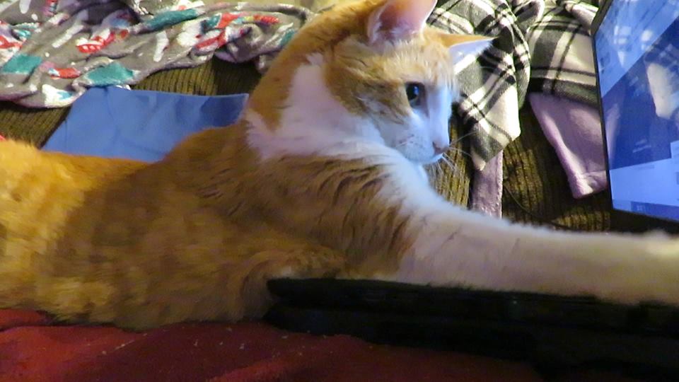 53016228_10161472276365223_3572079683962929152_n