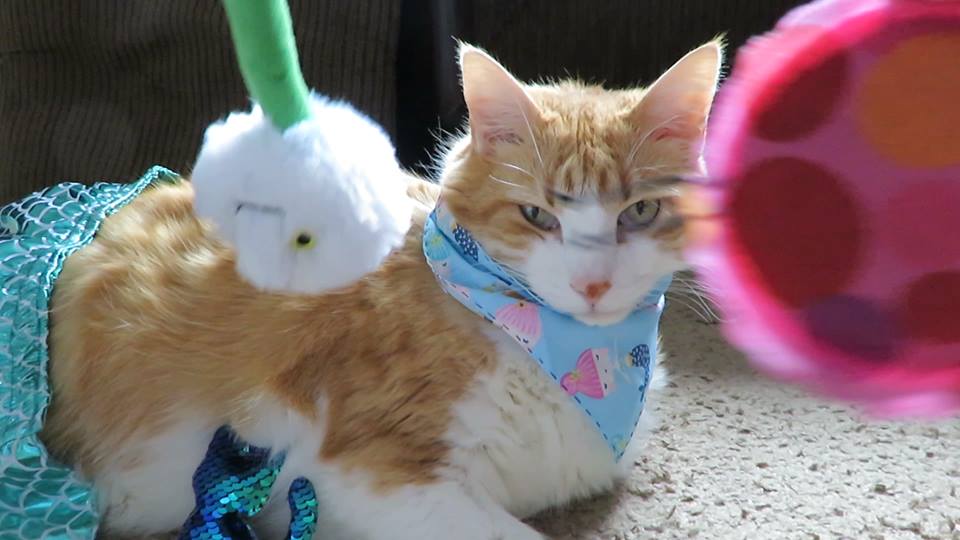 53111100_10161471710820223_99320641978630144_n