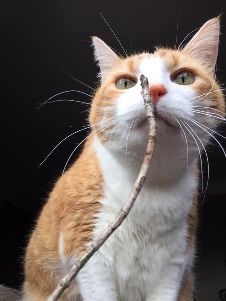 53142682_10161517401885223_220119668080246784_n